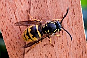 QUEEN WASP (VESPULA GERMANICA) SEEKING HIBERNATION QUARTERS IN NOVEMBER