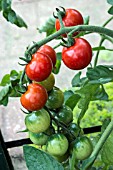 TOMATO SUNCHERRY