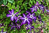 CLEMATIS VENOSA VIOLACEA AGM