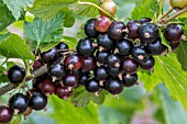 BLACKCURRANT INTERCONTINENTAL