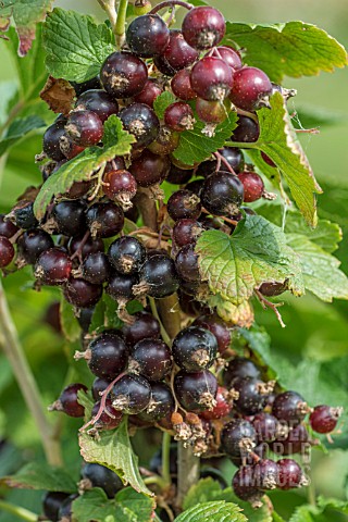 BLACKCURRANT_NARVE_VIKING