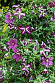 CLEMATIS WALENBURG AND JENNY CADDICK