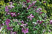 CLEMATIS WALENBURG AND JENNY CADDICK