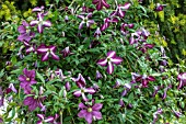 CLEMATIS WALENBURG AND JENNY CADDICK