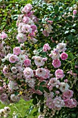 ROSA CLIMBING SUPER FAIRY