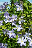 CLEMATIS BLUE ANGEL (BLEKITNY ANIOL)