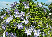 CLEMATIS BLUE ANGEL (BLEKITNY ANIOL)