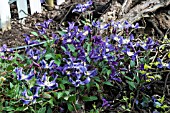 CLEMATIS BLUE PIROUETTE SCRAMBLING OVER LOG GROUND COVER