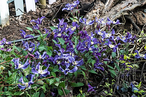 CLEMATIS_BLUE_PIROUETTE_SCRAMBLING_OVER_LOG_GROUND_COVER