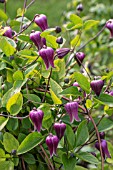 CLEMATIS BUCKLAND BEAUTY