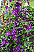 CLEMATIS HONORA