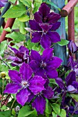 CLEMATIS HONORA