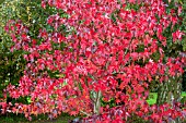 LIQUIDAMBER STYRACIFLUA WORPLESDON AM