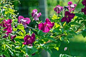 CLEMATIS VITICELLA ABUNDANCE