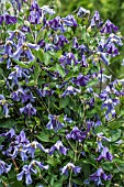 CLEMATIS BLUE BOY