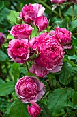 ROSA MME POMPADOUR