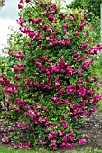 ROSA SUPER EXELSA