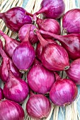 SHALLOT CAMELOT F1