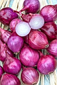 SHALLOT CAMELOT F1