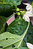 PEST - CATERPILLER DAMAGE ON SWEET PEPPER