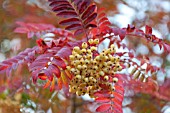 SORBUS JOSEPH ROCK