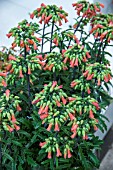 KALANCHOE LUCKY BELLS