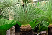 XANTHORRHOEA GLAUCA