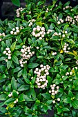 SKIMMIA JAPONICA FRUCTO ALBA