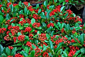 SKIMMIA JAPONICA TEMPTATION