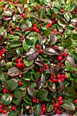 GAULTHERIA PROCUMBENS RED BARON