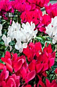 CYCLAMEN METIS MIXED