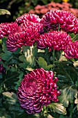 CHRYSANTHEMUM BIGOUDI