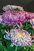 CHRYSANTHEMUM GILBERT LEIGH SILVER AND PURPLE