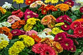 GERBERAS GARVINEA MIXED