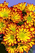 CHRYSANTHEMUM ROMA