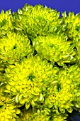 CHRYSANTHEMUM ZEMBLA BRASIL