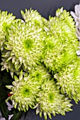 CHRYSANTHEMUM ZEMBLA LIME