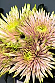 CHRYSANTHEMUM ANASTASIA STAR PINK