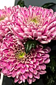 CHRYSANTHEMUM ROSSANO