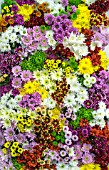 CHRYSANTHEMUMS MIXED COLOURS