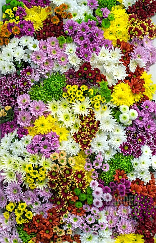 CHRYSANTHEMUMS_MIXED_COLOURS