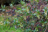 VACCINIUM CYLINDRICA AGM