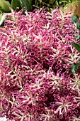 GREVILLEA LOLLYPOPS