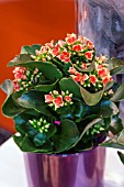 KALANCHOE PITON