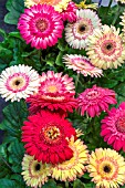 GERBERA CARTWHEEL STRAWBERRY TWIST MIXED