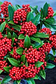 SKIMMIA JAPONICA PABELLA