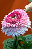 GERBERA POMPON GRAND CANYON