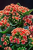 KALANCHOE PITON