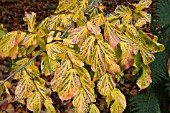 PARROTIA PERSICA AGM