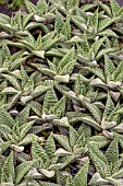 HAWORTHIA SPIDER WHITE